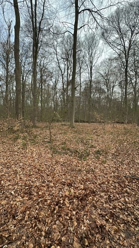 Im Mühlenbusch