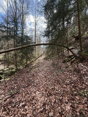 Breitenwald ab Hauptstuhl