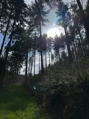 Breitenwald ab Hauptstuhl