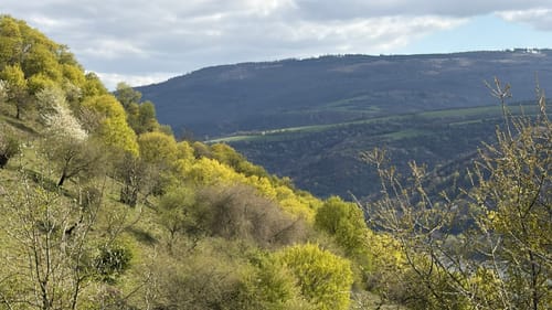 Rhein-Wisper-Glück (Premiumwanderweg)