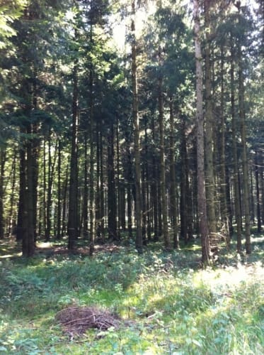 Bismarckturm und Deuringer Heide
