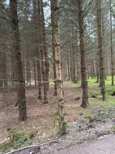 MTB: Von Germering durch den Bernrieder Wald
