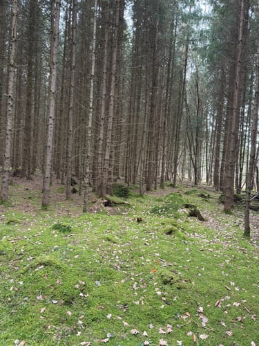 MTB: Von Germering durch den Bernrieder Wald
