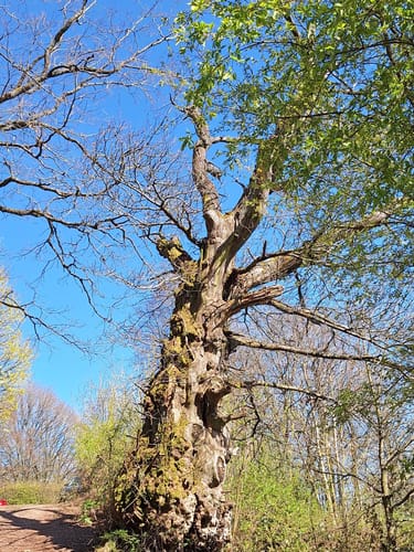 Urwald Tour (Premiumwanderweg)