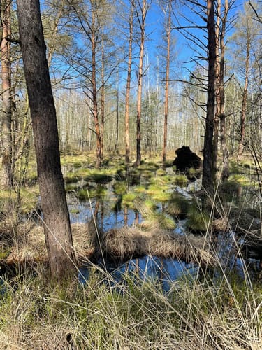Nordpfad 'Dör't Moor'