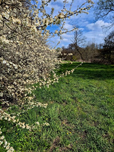 Blies-Grenz-Weg (Premiumwanderweg)