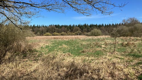 NSG Barneführer Holz und Schreensmoor ab Sandhatten