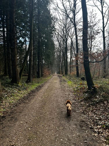 Buchenwälder im Rosengarten