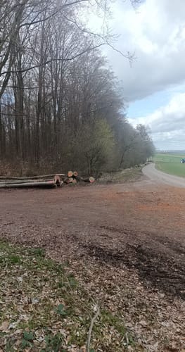 Rhumequelle durch den Rotenberger Wald