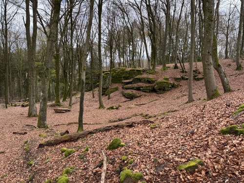 Holsthum - Ferschweiler (Naturpark Südeifel Wanderweg Nr. 58)