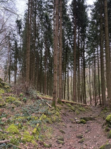 Holsthum - Ferschweiler (Naturpark Südeifel Wanderweg Nr. 58)