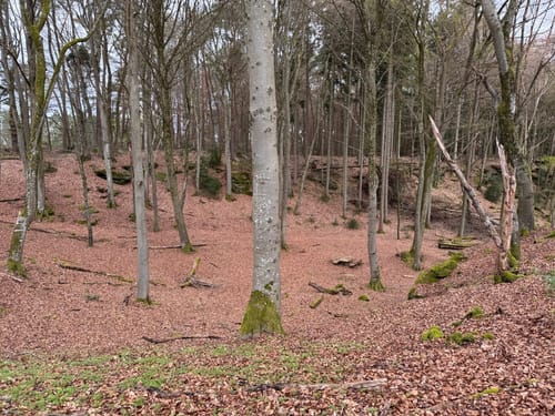 Holsthum - Ferschweiler (Naturpark Südeifel Wanderweg Nr. 58)