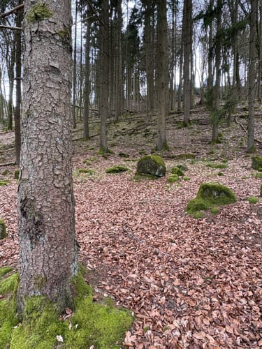 Holsthum - Ferschweiler (Naturpark Südeifel Wanderweg Nr. 58)