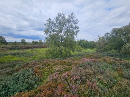 Rund um Brackvenn [CLOSED]