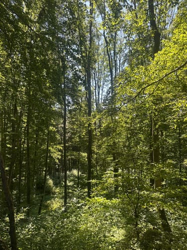 Guckinsland (Premiumwanderweg)