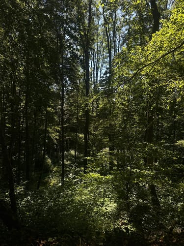 Guckinsland (Premiumwanderweg)