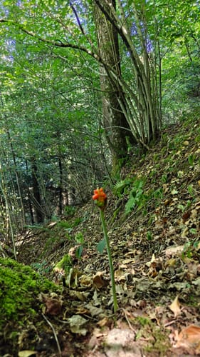 Kirnbach-Winter Rundweg