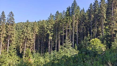 Kirnbach-Winter Rundweg