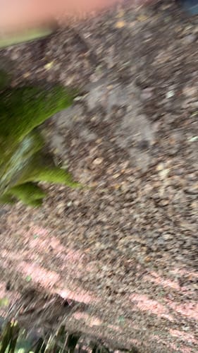Römerpfad (Premiumwanderweg)