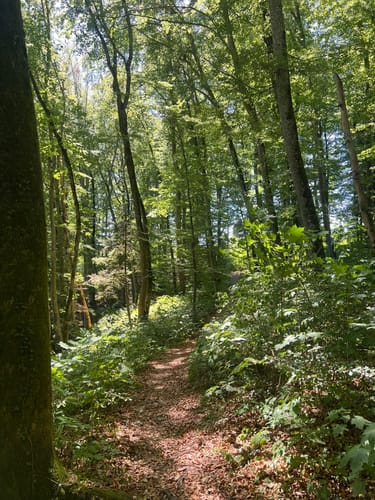 Kraftstein-Runde (DonauWelle)