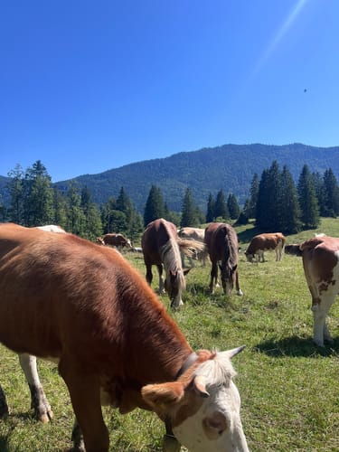 Benediktenwand ab Jachenau