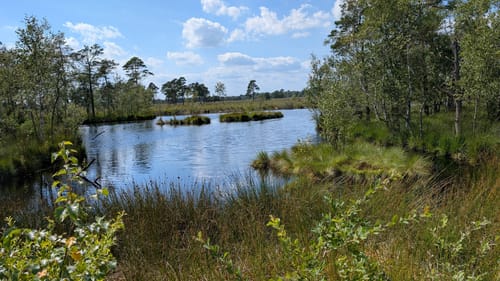Moorrundweg Pietzmoor