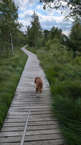 Moorrundweg Pietzmoor