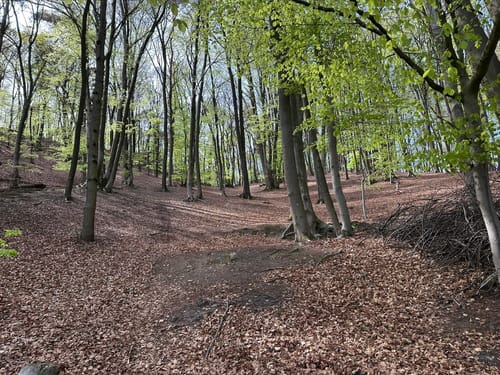 Angourie Walking Track