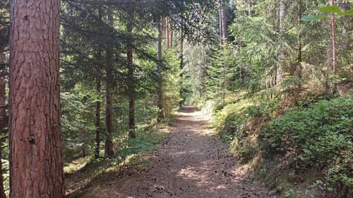 Gutacher Tälersteig (Genießerpfad)