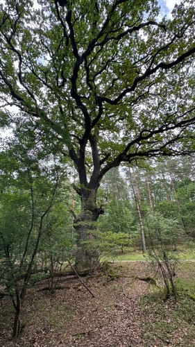 Käflingsberg - Priesterbäcker See