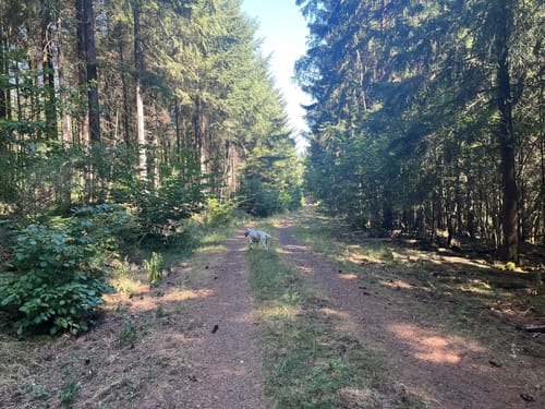 Kurzer Nohfelden Bärenpfad