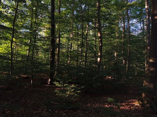 Liblar Ober-, Mittel- und Untersee