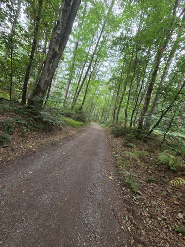 Bensberg Rundweg A8