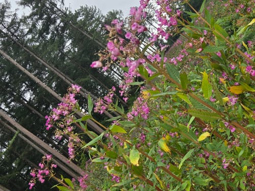 Bensberg Rundweg A8