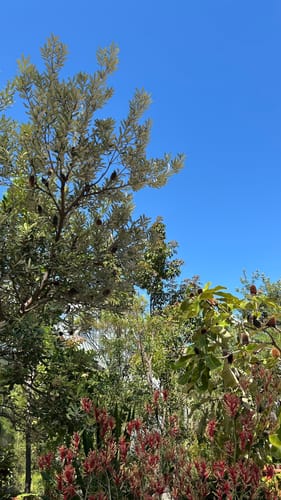 Hofgarten und Botanischer Garten Bonn