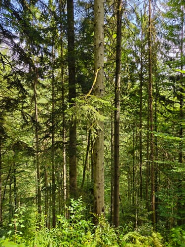 Fischweiher Rundwanderung