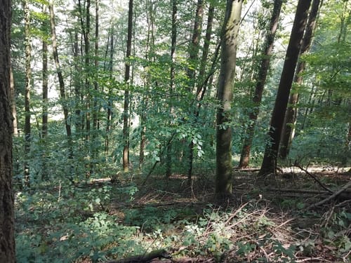 Zur Burg Neuenfels über Britzingen