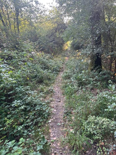 Rundwanderweg Frei-Laubersheim 22