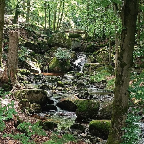 Ilsenburg - Westerberg - Wolfsberg - Ilsestein