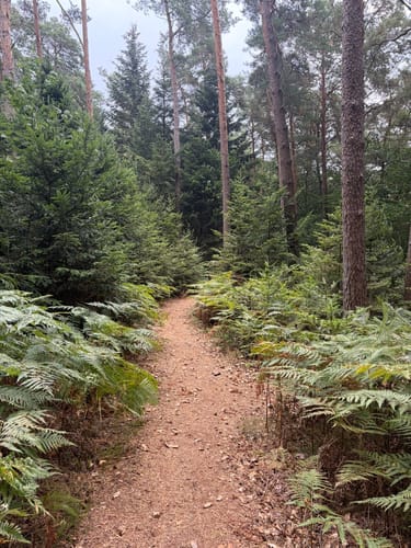 Felsenweg 5 - Prümer Burg (NaturWanderPark delux)