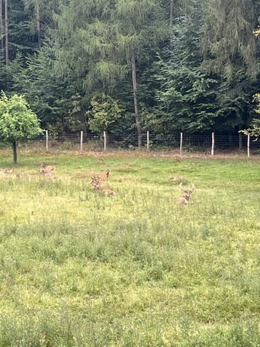 Wildpark Bilsteintal