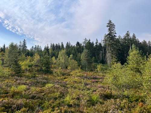 Lotharpfad