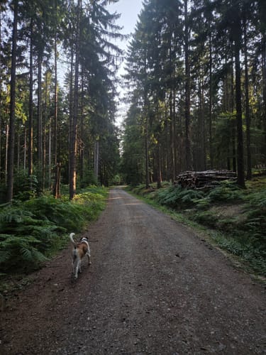 Farschweiler: Kleiner Rundweg