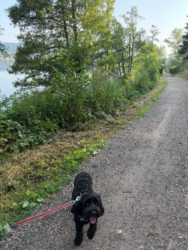 Titisee Rundweg