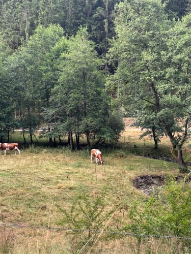 EifelSchleife Eisvogelwanderweg Hellenthal