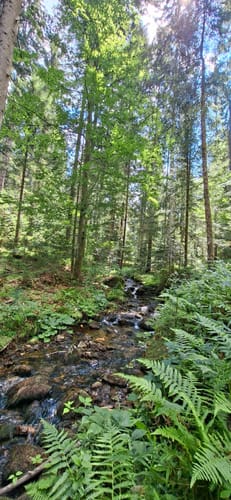 Rundwanderweg Kleiner Arbersee