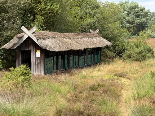 Lüneburger Heide: Einem Sand - Niederhaverbeck