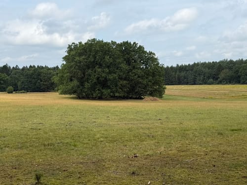 Lüneburger Heide: Einem Sand - Niederhaverbeck