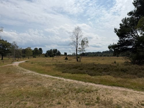 Lüneburger Heide: Einem Sand - Niederhaverbeck