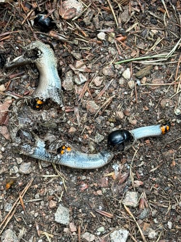 Lüneburger Heide: Einem Sand - Niederhaverbeck